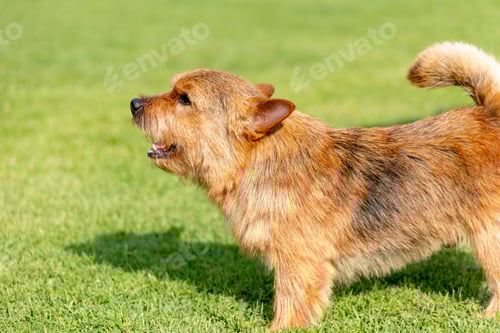 Preview: Little brown dog stand on grass field and look like bark something with sunny light.
