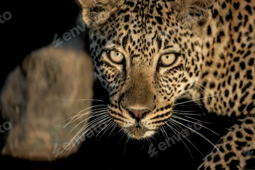 Preview: Close-up of a leopard drinking in river in Serengeti National Park