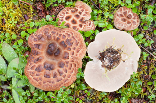 Preview: Shingled Hedgehog Mushroom growing on forest floor