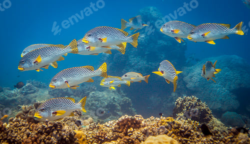 Preview: A school of tropical fish swimming over a vibrant coral reef