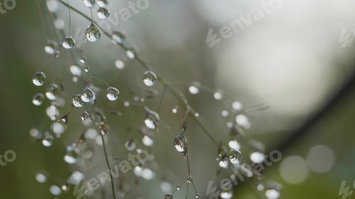 Preview: Big drops of dew on a grass. Big water drops on a grass