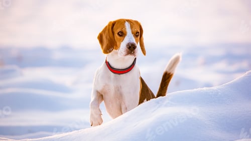 Preview: Beagle dog outdoor in the snow