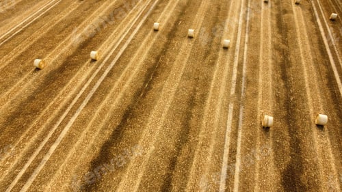Preview: Aerial shot of a wheat field harvest. Multiple hay bales in the rows of the land