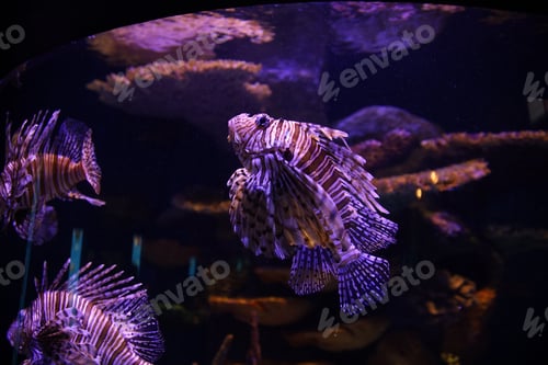 Preview: Closeup shot of Oklahoma Aquarium- Jenks