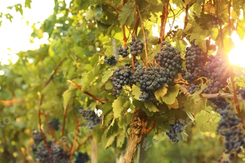 Preview: Fresh ripe juicy grapes growing on branches in vineyard