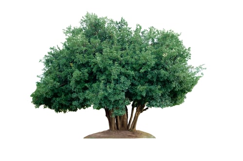 Preview: Big tree plant on background