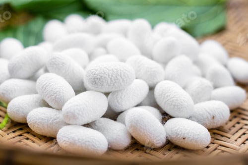 Preview: white silk cocoon, silky, fiber