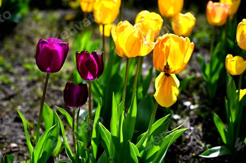 Preview: Close up of violet and yellow tulips