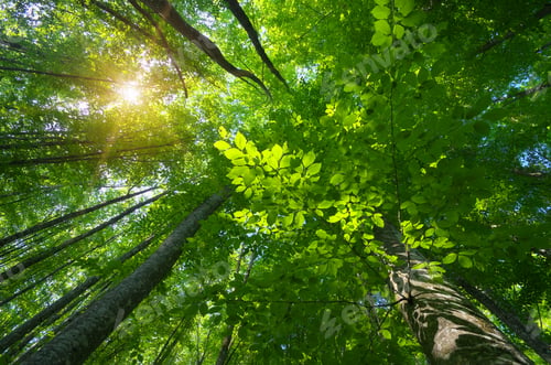 Preview: Into the forest.