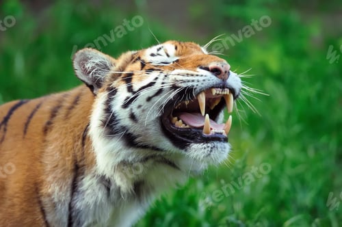 Preview: Tiger
