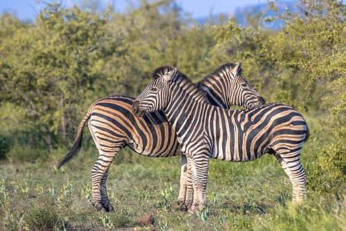 Preview: Two Common Zebra grooming in bushveld