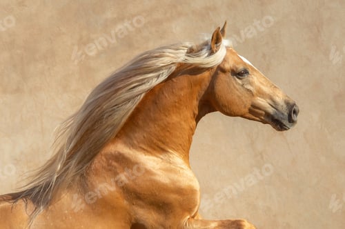 Preview: Close-up of a brown stallion running against a beige background