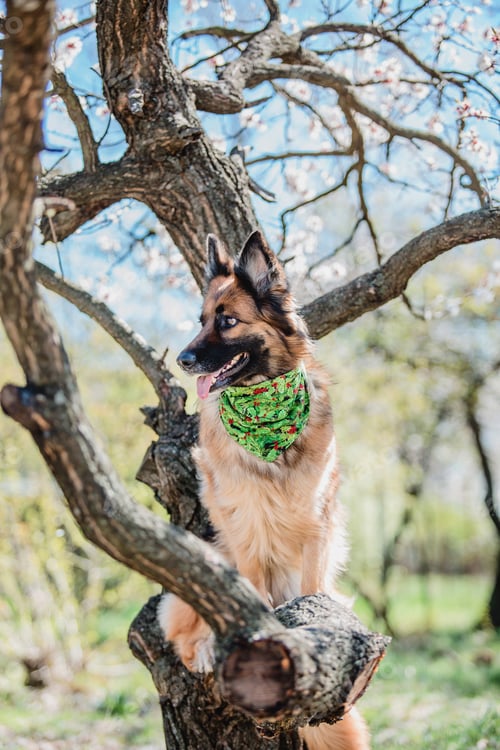 Preview: Portrait of a German shepherd dog. Dog outdoor. Purebred dog.