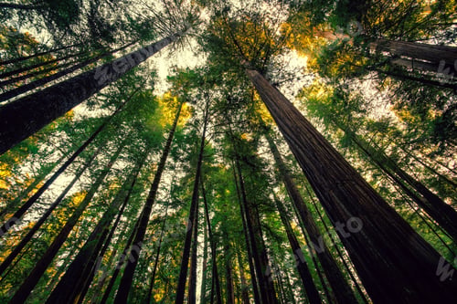 Preview: Rising To The Sky, Redwoods National & State Parks, California