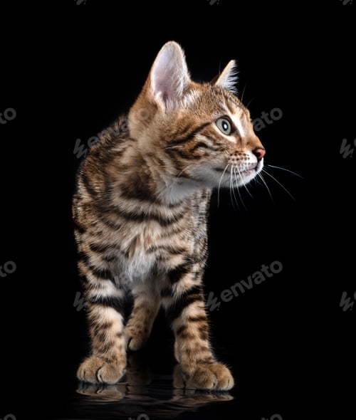 Vista previa: bengal kitten in studio