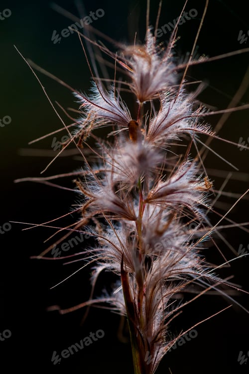 Preview: Wild flower in meadow, grass flower Nature background.