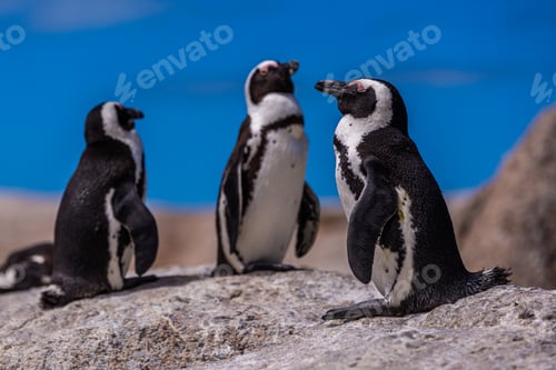 Preview: Closeup selective focus shot of cute penguins hanging out in Cape of Good Hope, Cape Town