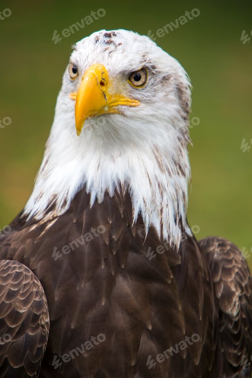 Preview: Closeup of an American Bald Eagle in Ecuador