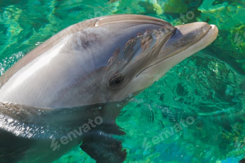 Preview: A smiling dolphin emerges from the water. Viewers reflect on its shiny surface