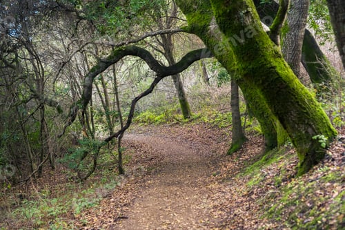 Preview: Hiking trail through dark woods