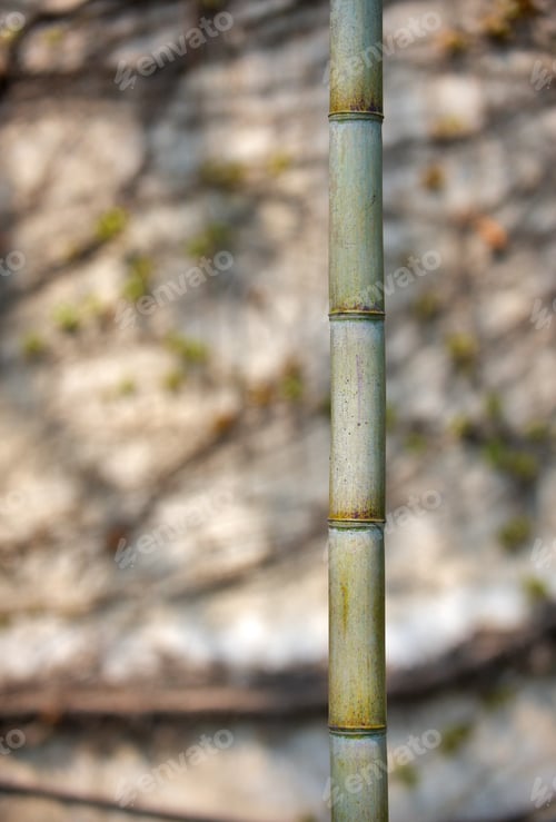 Preview: trunk of bamboo