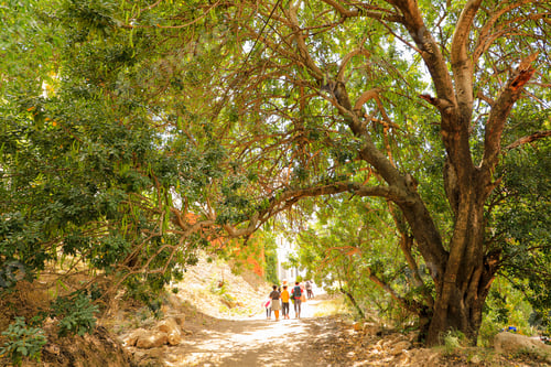 Preview: people walking on dirt path with trees near by and through the area