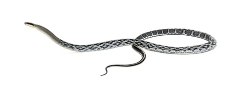 Preview: beauty rat snake, Elaphe taeniura, isolated on white