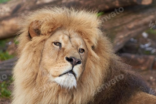 Preview: Lion (Panthera leo)