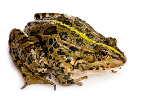 Preview: Marsh Frog - Rana ridibunda