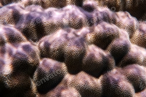 Preview: Purple coral in coral reef of Egypt Red sea