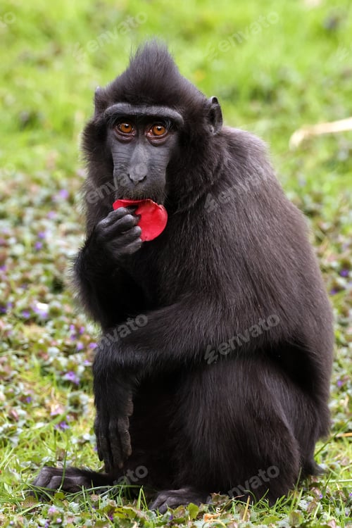 Preview: Crested Macaque (Macaca Nigra) in natural habitat