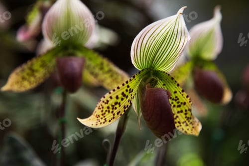 Preview: orchid flower