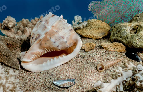 Preview: Cassis Cornuta Shell on the sand underwater