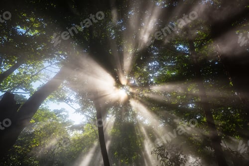 Preview: Sunny beams