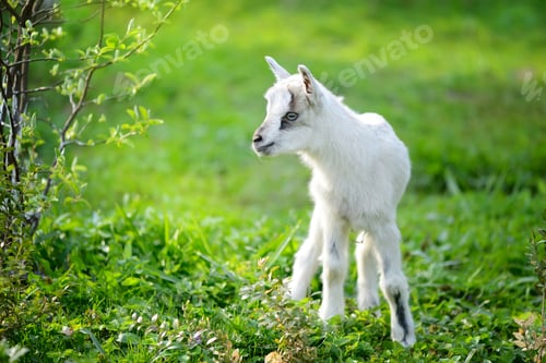 Preview: White baby goat standing on green lawn on a sunny day