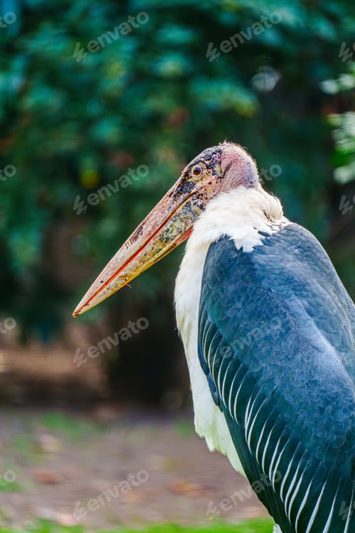 Preview: Close-up Portrait of Majestic Marabou Stork Bird in Natural Habitat