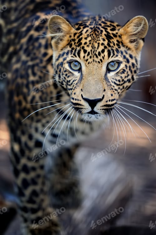 Preview: Close leopard portrait