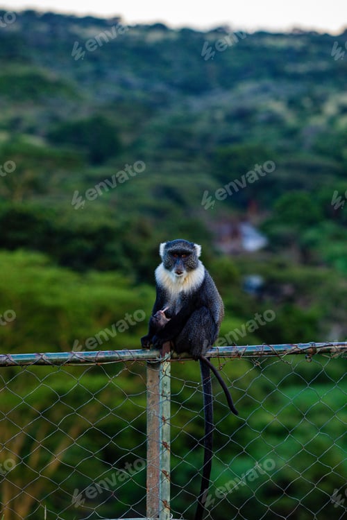 Preview: Monkey Primate Mammals Wild Wildlife Animals Nairobi National Park Kenya