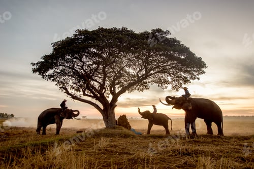 Preview: Elephants at sunrise in Thailand
