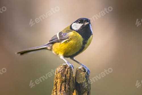 Preview: Great tit garden bird perched on branch
