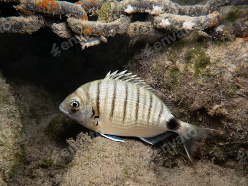 Preview: Striped sea bream at night