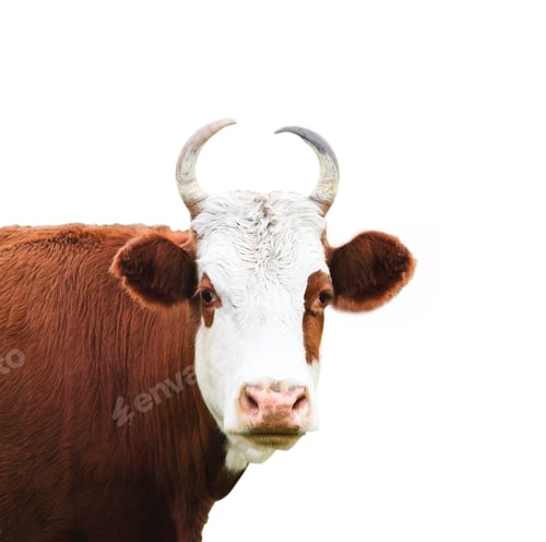 Preview: Close up portrait of the white and brown cow