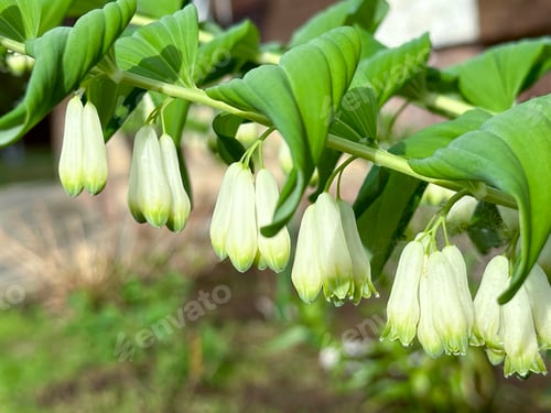 Preview: White flowers of Solomon Seal in full blossom, home gardening concept, macro shooting