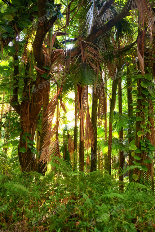 Preview: Wild wonders - trees of the jungle