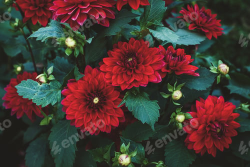 Preview: Dark red Dahlia flowering plant in the garden