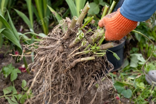 Preview: Hands hold dahlia tubers, just dug out of the ground for winter storage.