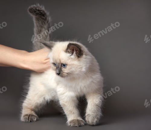 Preview: Fluffy playful white cat on a gray background Looks up and sideways