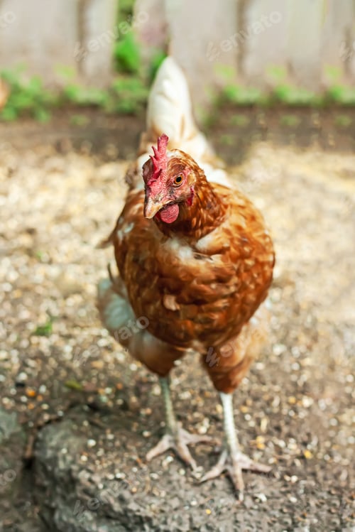 Preview: Free-grazing domestic hen in walk-in chicken run on a traditional free range poultry organic farm