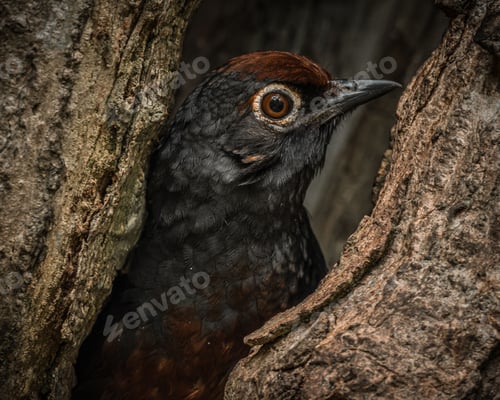 Preview: Elegant black-throated huet-huet (Pteroptochos tarnii) perched on a sturdy tree