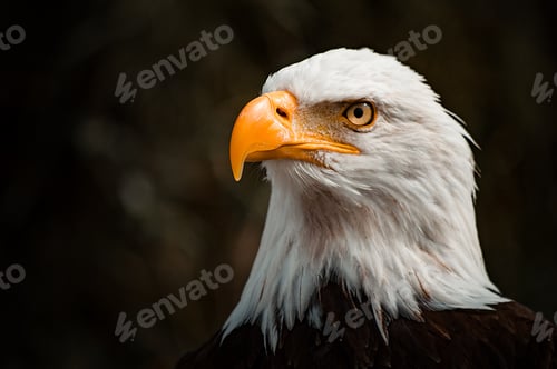 Preview: Closeup shot of a bald eagle on blurred background